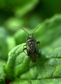 Beetle sits on a green leaf. Macro photography.