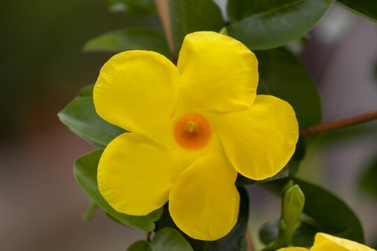 Closeup shot of a yellow rocktrumpet flower in a garden