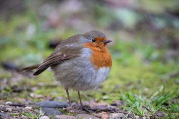 Robin Redbreast all fluffed up 