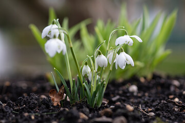 Snowdrops, close up, soft focus 