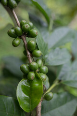 Plantacion organica de cafe en Karnakata, India 