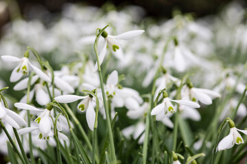 Snowdrops, close up, soft focus 