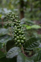 Plantacion organica de cafe en Karnakata, India 