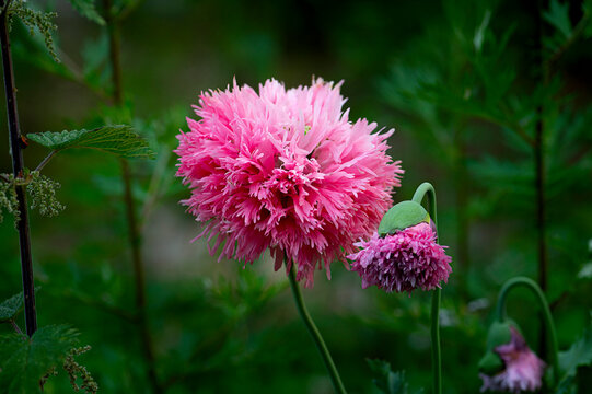 fransenmohn
