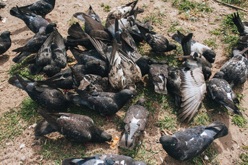 A flock of many black and white doves are fighting for food and bread in nature. Feeding the hungry birds. Photography, concept, top view.