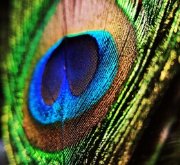 Obraz premium Macro or Closeup shot of natural Peacock Feather.