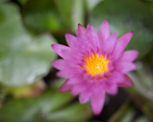 Fototapeta premium Flor de Loto en La India