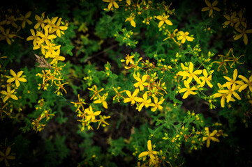 Gelbe Blumen im Wald
