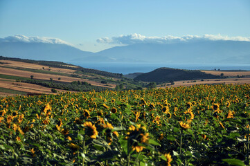 Bright yellow sunflower head in bloom. Blooming sunflower with large leaves