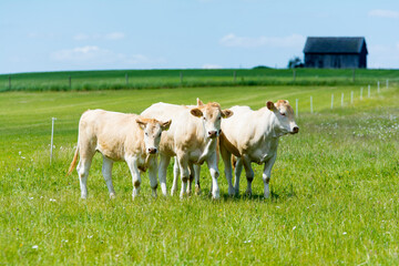 Fototapeta na wymiar Rinder auf der Weide in der Eifel