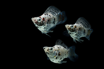 freshwater aquarium fish Balloon Molly (Poecilia velifera) on black background