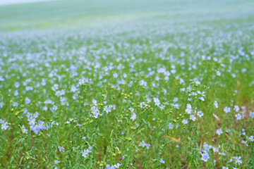 blooming flax field, field panorama and horizon blue sky. close-up of blue colors