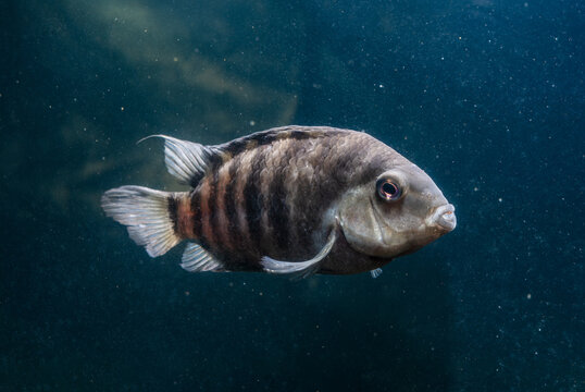 Fish With Black Stripes. Big Beautiful Fish Underwater. Pets In The Aquarium. Cichlid In Its Natural Habitat. Cichlasoma Nigrofasciatum. Amatitlania Nigrofasciata. Archocentrus Nigrofasciatus.