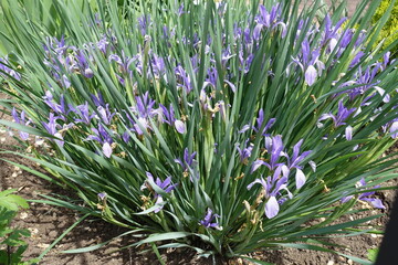 Obraz premium Lush violet flowers of Iris sibirica in mid May
