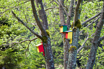 Colorful birdhouses on the trees near forest