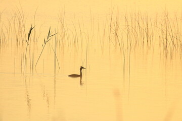 Bird on the lake in golden hour