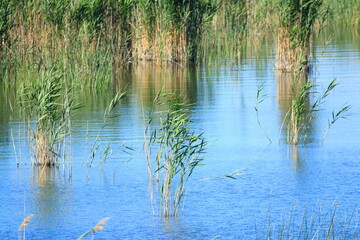 Obraz premium Swamp landscape on Vrana lake, Nature park in Croatia