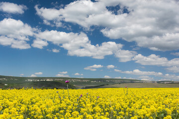 Obraz premium Rapeseed field on a bright Sunny day. Summer landscape with yellow flowers. Growing an agricultural product. Rapeseed oil. Mustard and canola are the differences.