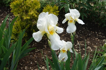 Group of three white flowers of bearded irises in May