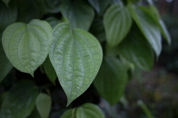 Fondo de Pantalla con hojas Verdes en Jard&iacute;n de Agua