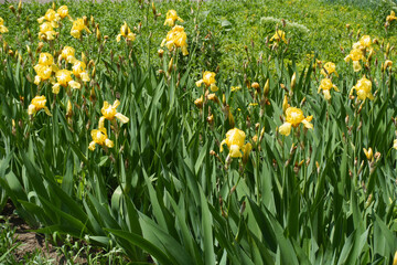 Multiple yellow flowers of bearded irises in May