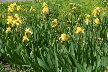 Fototapeta premium Numerous yellow flowers of bearded irises in May