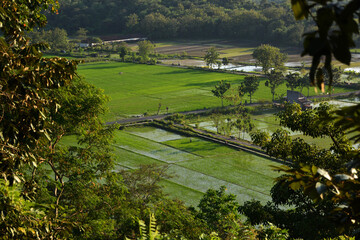 view of the rice  farm field