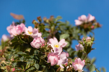 Rosehip flowers close-up against the blue sky. The wild rose Bush in the electoral focus. Delicate pink spring flowers in the sun. Space for text. The fragility and grace