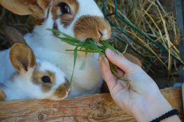Little, new born, furry rabbits at little bio family farm being fed with fresh grass