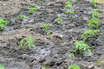 A small tomato bush in poured earth.