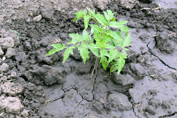 A small tomato bush in poured earth.