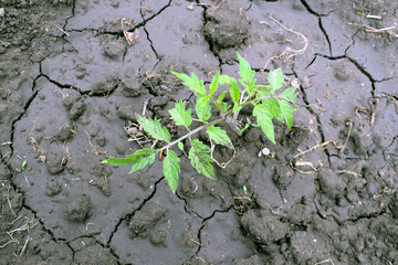 A small tomato bush in poured earth.