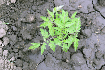 A small tomato bush in poured earth.