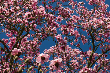 Pink Magnolia tree blossom
