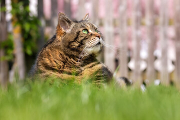 Tabby cat with bright green eyes lying in the grass and looking up