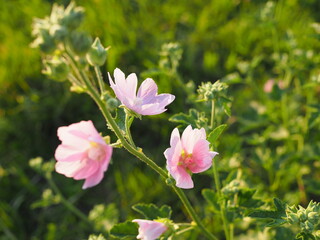 Hatma Thuringian, wild rose, puppeteer, erysipelas in summer field