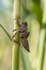 Dragonfly larva skin.
