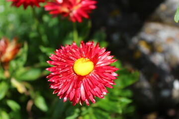 Strohblume