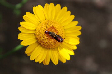 Ohrwurm auf einer Blume