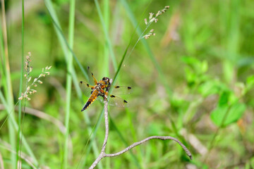  Vierfleck (Libellula quadrimaculata) in der Oberlausitz