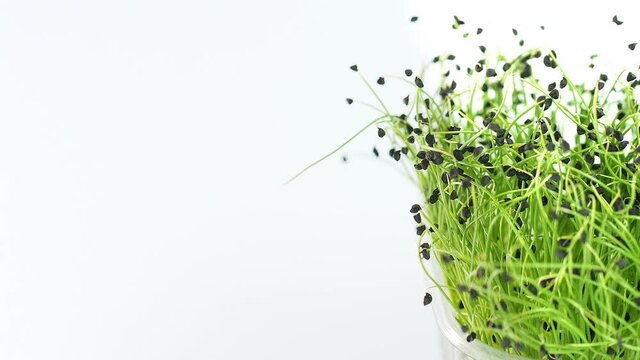 Microgreens sprouts isolated on white background