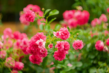 Blooming roses in the park on a natural background