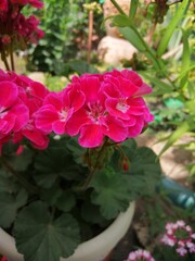 pink roses in a Garden Garden flowers