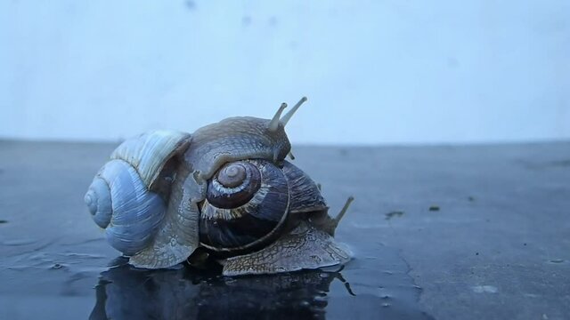 White shell albino garden snail moving