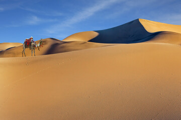 Well-groomed camel, stands atop the dunes © Kushnirov Avraham