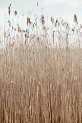 Dry reed stalks field. Minimal nature background.