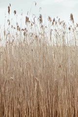 Foto op Canvas Dry reed stalks field. Minimal nature background. © Floral Deco