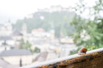 snail looking at salzburg city panorama