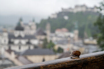 snail looking at city of salzburg