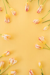 Fototapeta na wymiar Yellow tulip flowers on yellow background. Holiday celebration concept with mockup copy space. Flat lay, top view